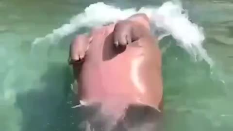 Hippo doing a back dive