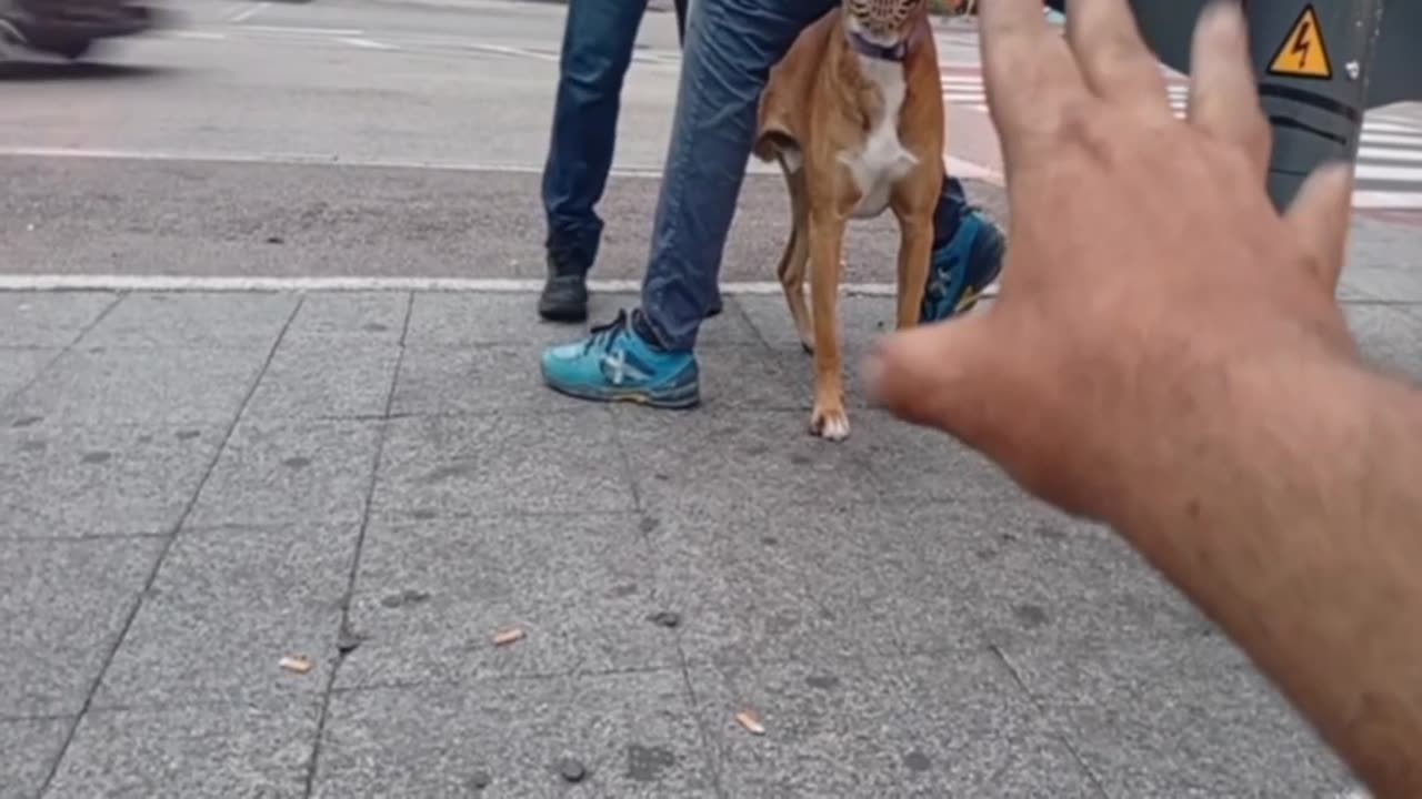 Fafi bizun 691092201