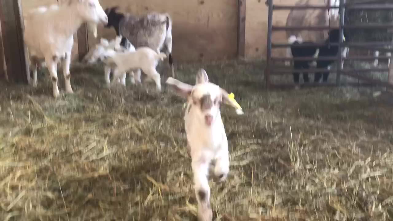 Monki sees bottlemom