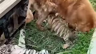 This dog raised abandoned tiger cubs and became their loving mother