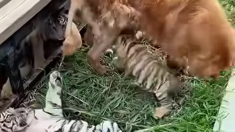 This dog raised abandoned tiger cubs and became their loving mother