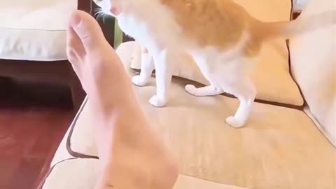 Are you my opponent? Dare to challenge me #cat #jdvb