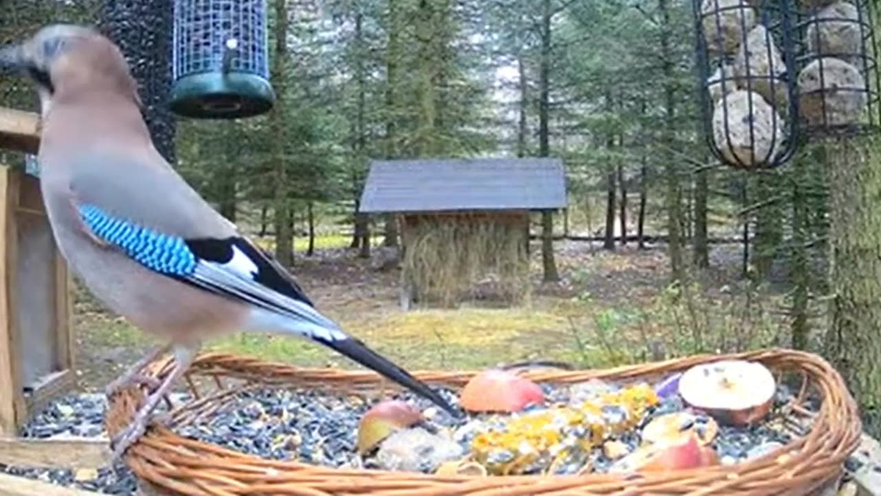 The brave jay achieved her goal! She won a nut 👏👏