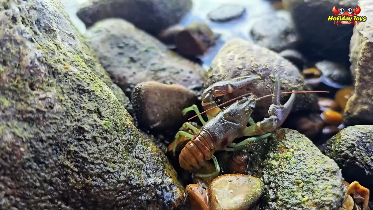 Color the Fish Blue and Yellow at the Tail