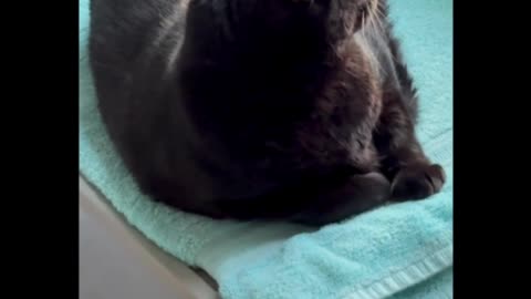Cute Precious Piper Enjoys Her View Out the Window - Adopting a Cat from a Shelter Vlog #shorts