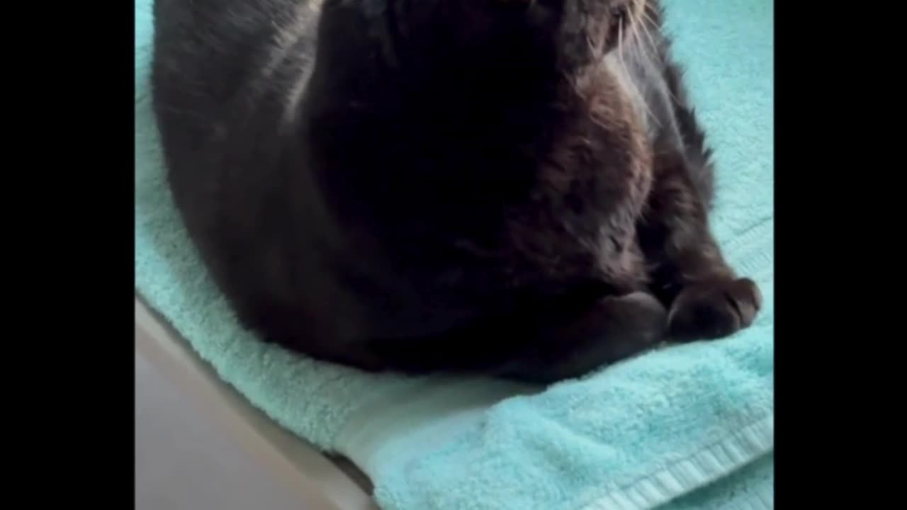 Cute Precious Piper Enjoys Her View Out the Window - Adopting a Cat from a Shelter Vlog #shorts