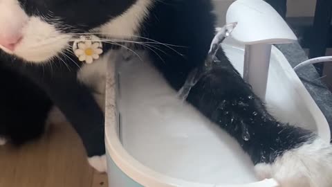 🐱💧 The Way Our Cat Drinks Water! | FunFM