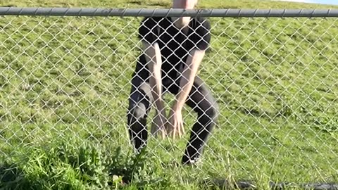 How Animals Get Over a Fence (With Emojis)