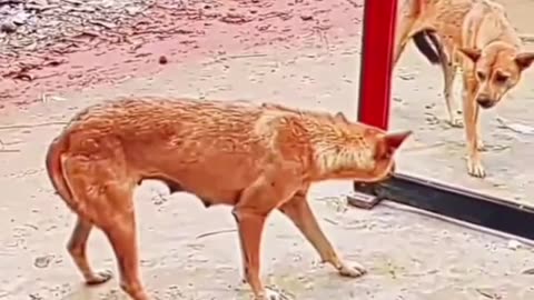Funny 🤣 video of 🐕 dog