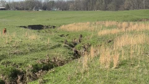 Helping Calf Out of Creek