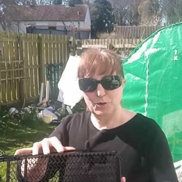 Humane Trap is a Success...sort of! #humane traps #gardening