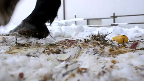 Chocolte Egg Crushed by Horse