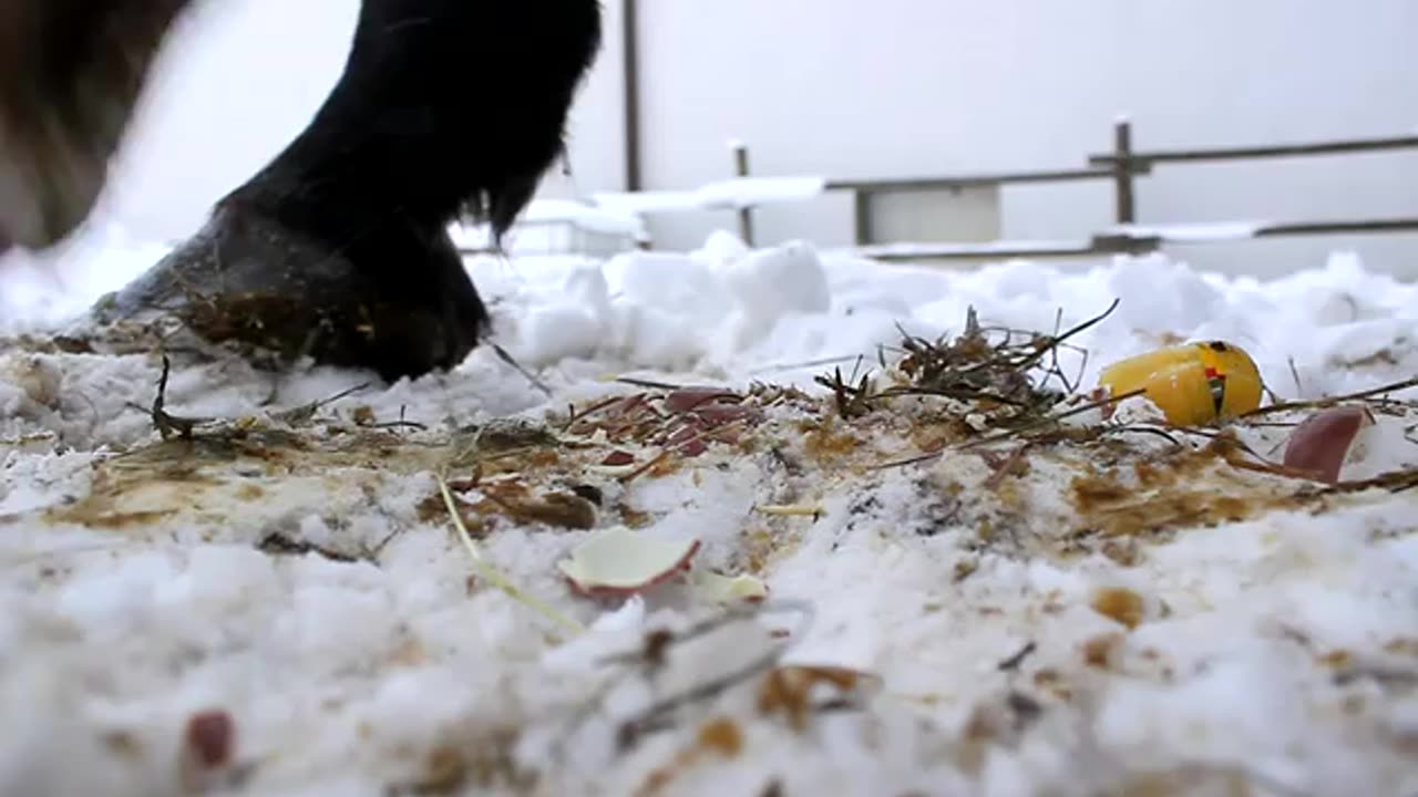Chocolte Egg Crushed by Horse