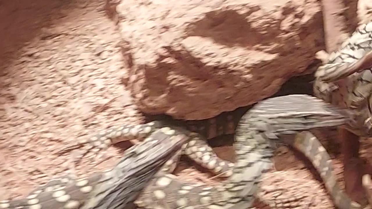 Perentie young