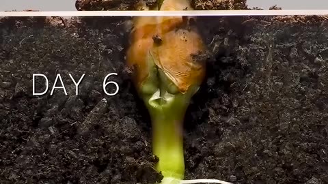 Peanut Time Lapse #amazingtube #timelapse