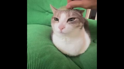 Cat Craziness 2025: Hilarious Meow Moments! 😺😂
