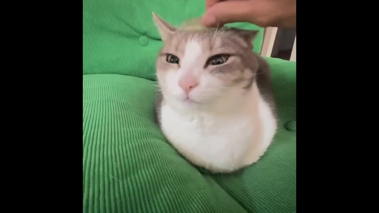 Cat Craziness 2025: Hilarious Meow Moments! πΊπ