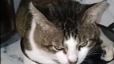 Cozy Cat Chooses the Wrong "Hot Spot"