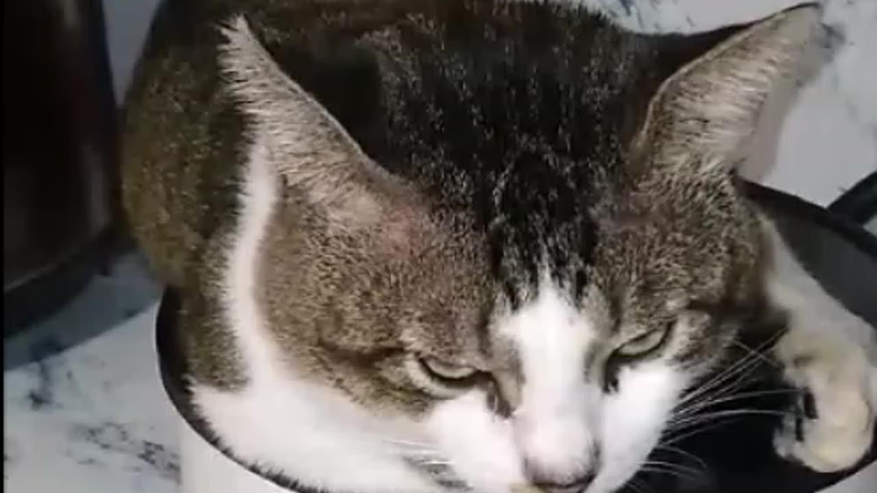Cozy Cat Chooses the Wrong "Hot Spot"