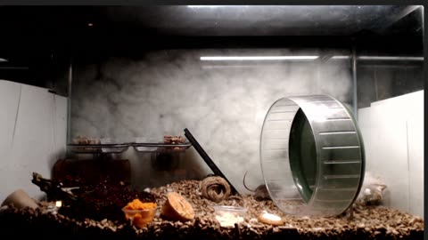 High Velocity Mice (Peromyscus teleportatis) and Shadow radio episodes