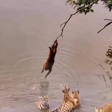 there is no fear at all