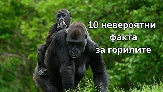10 невероятни факта за горилите 🦍 | Интелигентни, чувствителни и удивително близки до човека
