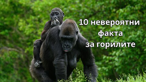 10 невероятни факта за горилите 🦍 | Интелигентни, чувствителни и удивително близки до човека