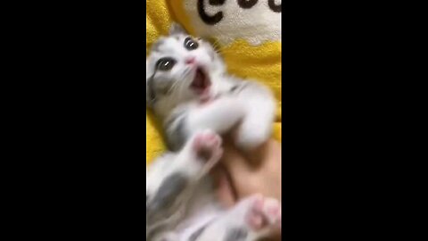 funny cat !! #viral video #cuty cat#funny cat #viral cat
