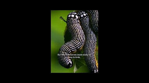 Ultimate survivor of nature, have you ever notice ?