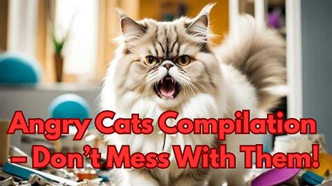 Angry Cats Compilation – Don’t Mess With Them!
