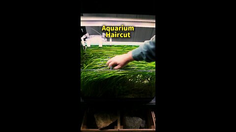 AQUARIUM HAIR CUT