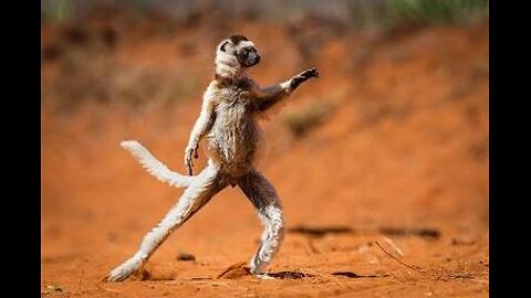 Funny Animals part 5