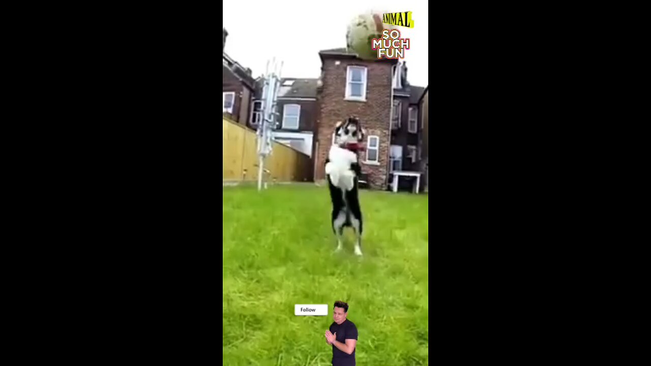 animal fun