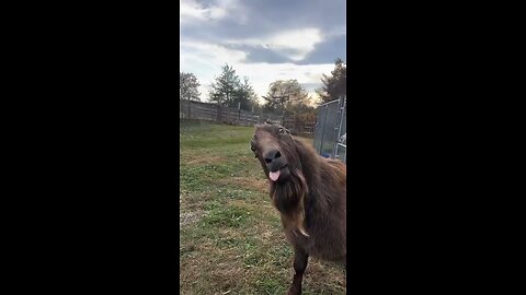 Is that a yes from the He-goat