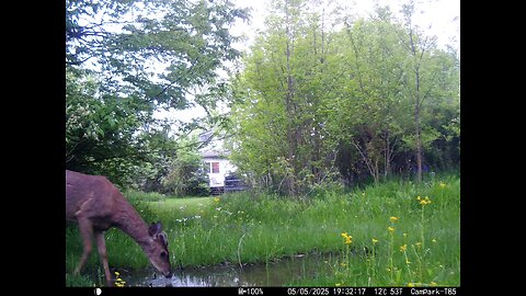 Deer Cam Buck 05-05-2025