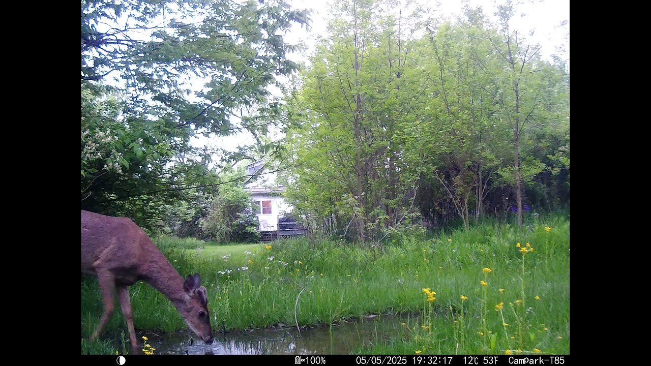 Deer Cam Buck 05-05-2025