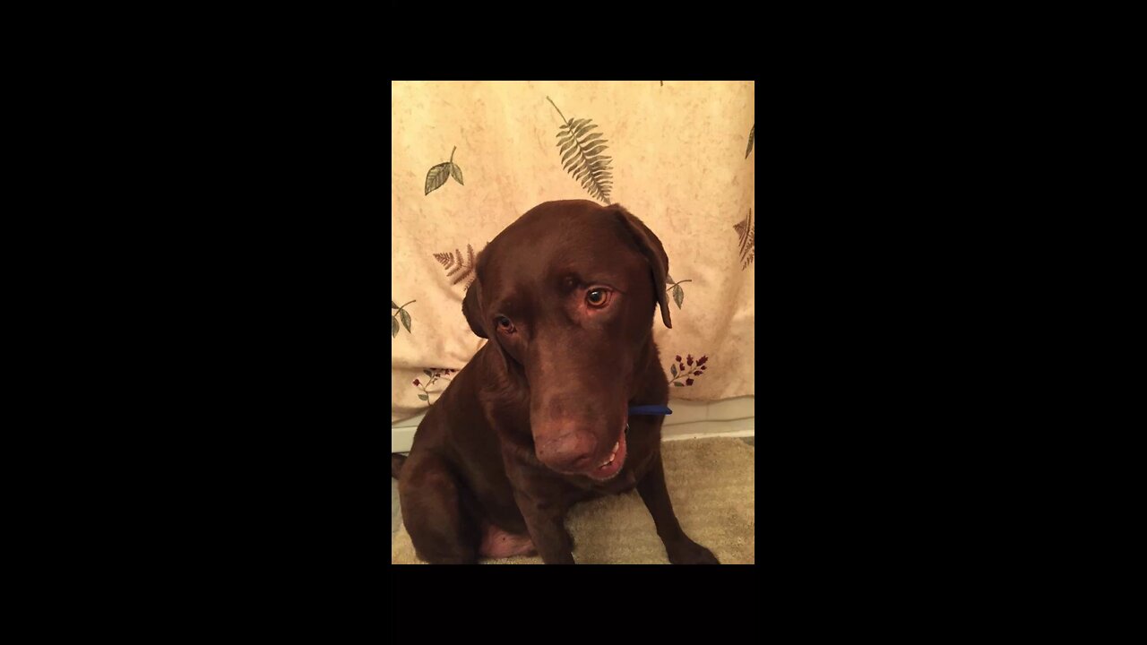 Dog hanging in the washroom.