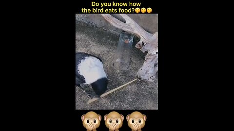 A smart crow how to get thier food