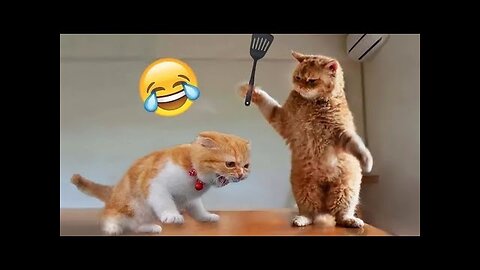 Funny Animals Compilation: Cute & Hilarious Pet Moments!