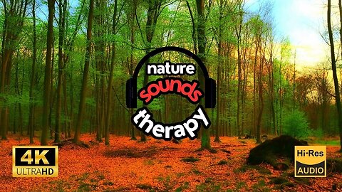 The Finest Forest Sounds for Stress 4K Hi-Res