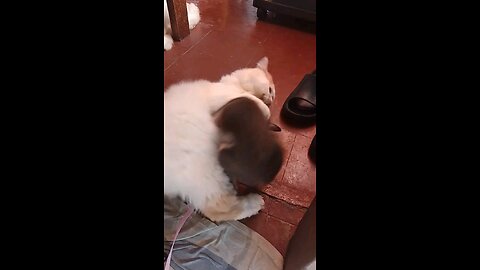 Cat wrestled the Dog
