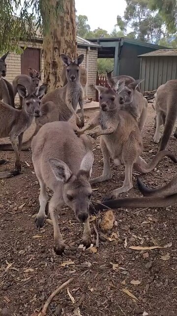 Kangaroo diaries only in Australia 🇦🇺