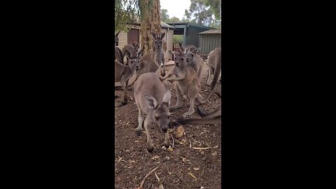 Kangaroo diaries only in Australia 🇦🇺