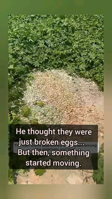Thrown Away Quail Eggs Hatched! He Raised Them All ❤️🐣