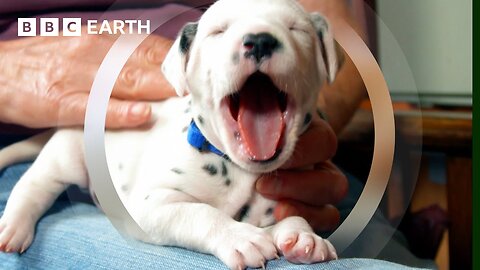 Dalmatian Puppy Learns to Enjoy Human Contact | Wonderful World of Puppies | BBC Earth 