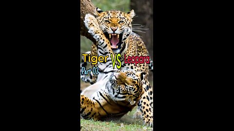 Tiger VS leopard? 🐆🐅