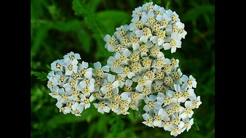 Yarrow : The hero of the meadows