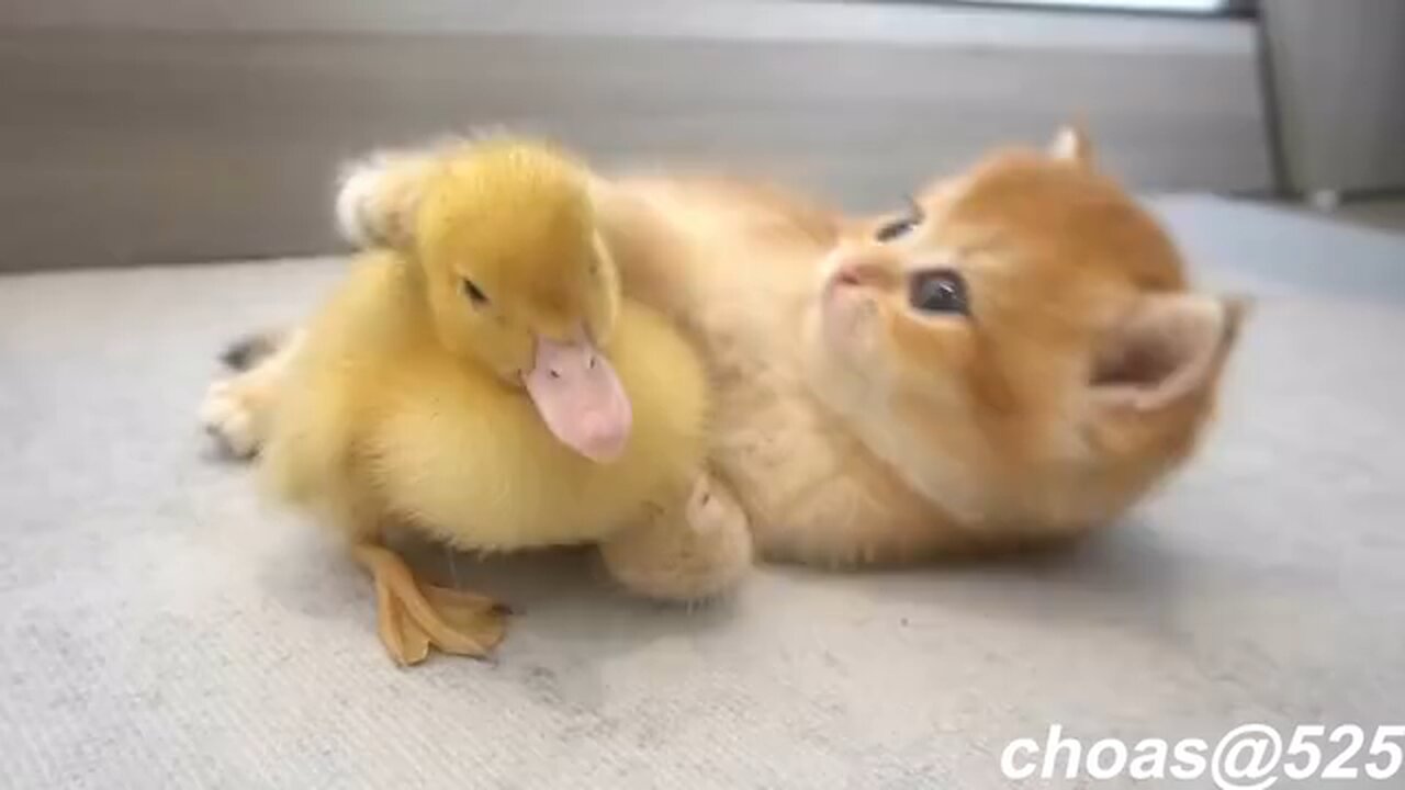 The little cat and the duckling are together.