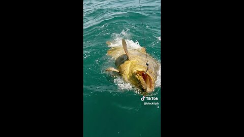 Catching a big fish (02)