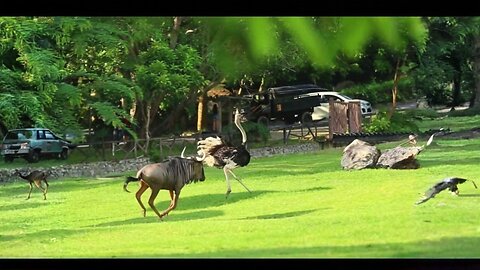 Funny_Ostrich